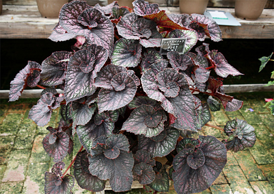 B. ‘Tenmoku’